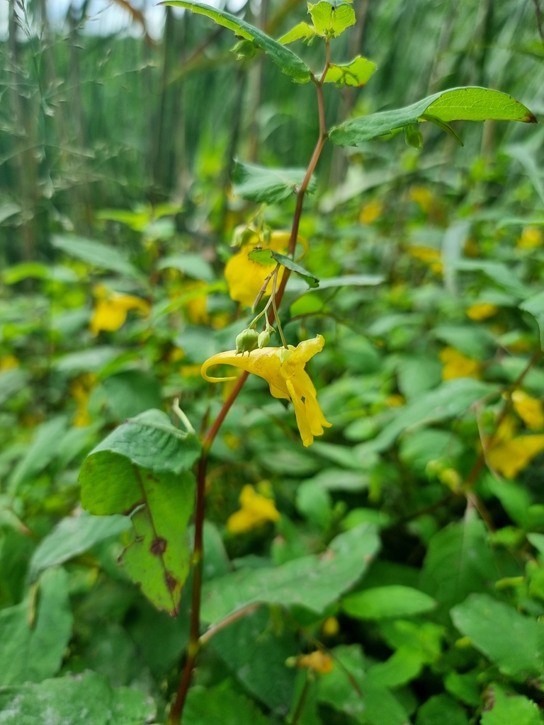Jewelweed (Impatiens noli-tangere)
