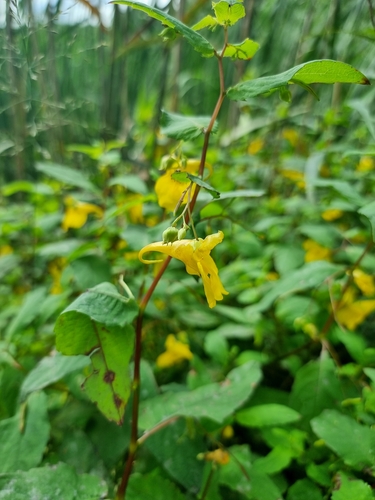 Jewelweed (Impatiens noli-tangere)