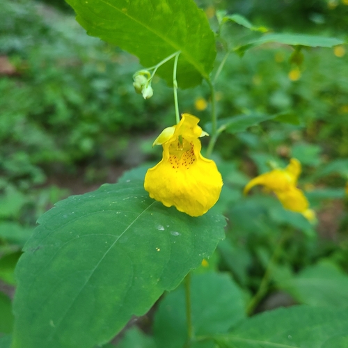 Jewelweed (Impatiens noli-tangere)