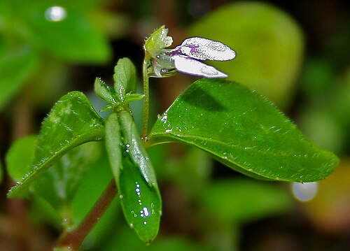 Impatiens oppositifolia: Tiny Balsam Impatiens inconspicua in Goa , India .
