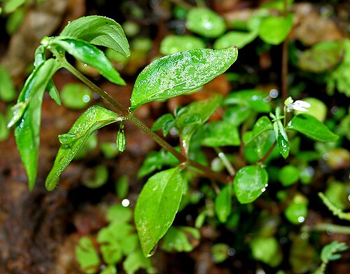 Impatiens oppositifolia: Tiny Balsam Impatiens inconspicua in Goa , India .