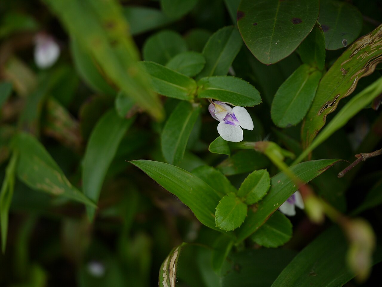 Impatiens oppositifolia: Balsaminaceae (balsam family) » Impatiens oppositifolia im-PAY-shuns -- impatient; referring to the seed pod's habit of bursting open op-po-sit-ee-FOH-lee-uh --