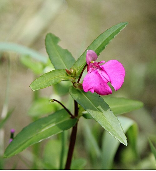 Impatiens oppositifolia: ഒരു ഓണപൂവ്