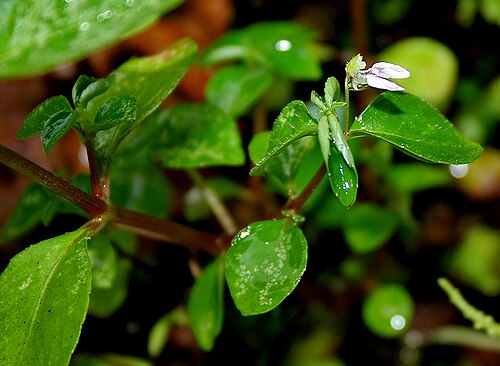 Impatiens oppositifolia: Tiny Balsam Impatiens inconspicua in Goa , India .