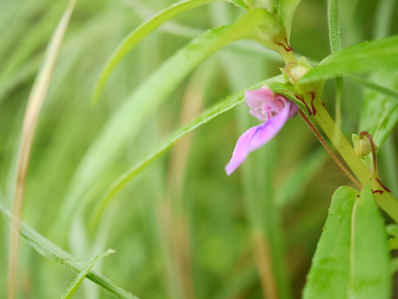 Impatiens oppositifolia: Balsaminaceae (balsam family) » Impatiens oppositifolia im-PAY-shuns -- impatient; referring to the seed pod's habit of bursting open op-po-sit-ee-FOH-lee-uh --