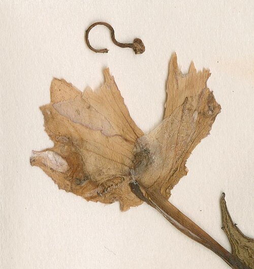 Impatiens oreocallis: Photograph of Isotype of Impatiens oreocallis at Herbarium of the University of Coimbra, Portugal (COI). Specimen COI00077055. http://coicatalogue.uc.pt/specime