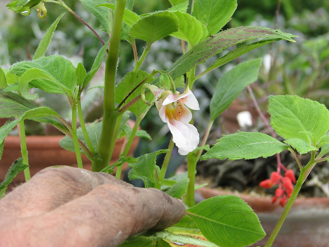 Impatiens oxyanthera: Another hardy species apparently, bought earlier this year on Ebay!