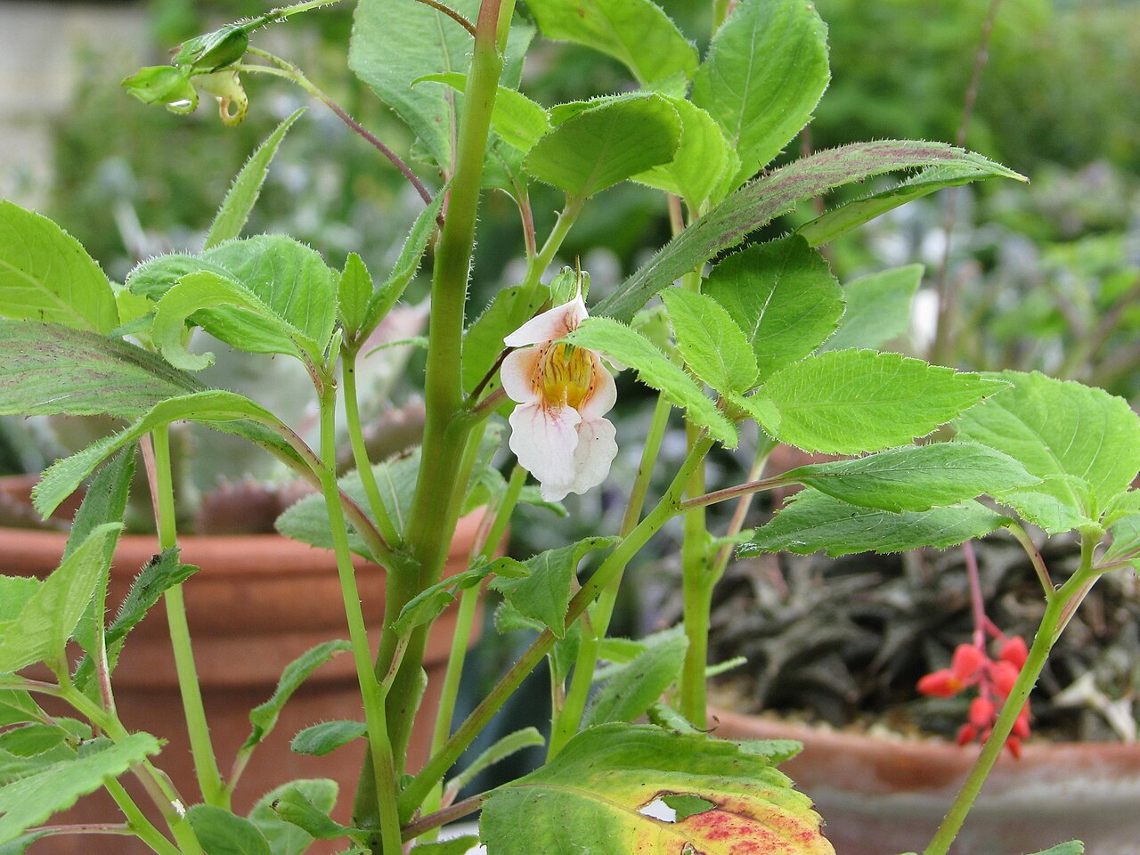 Impatiens oxyanthera: Impatiens oxyanthera Milo