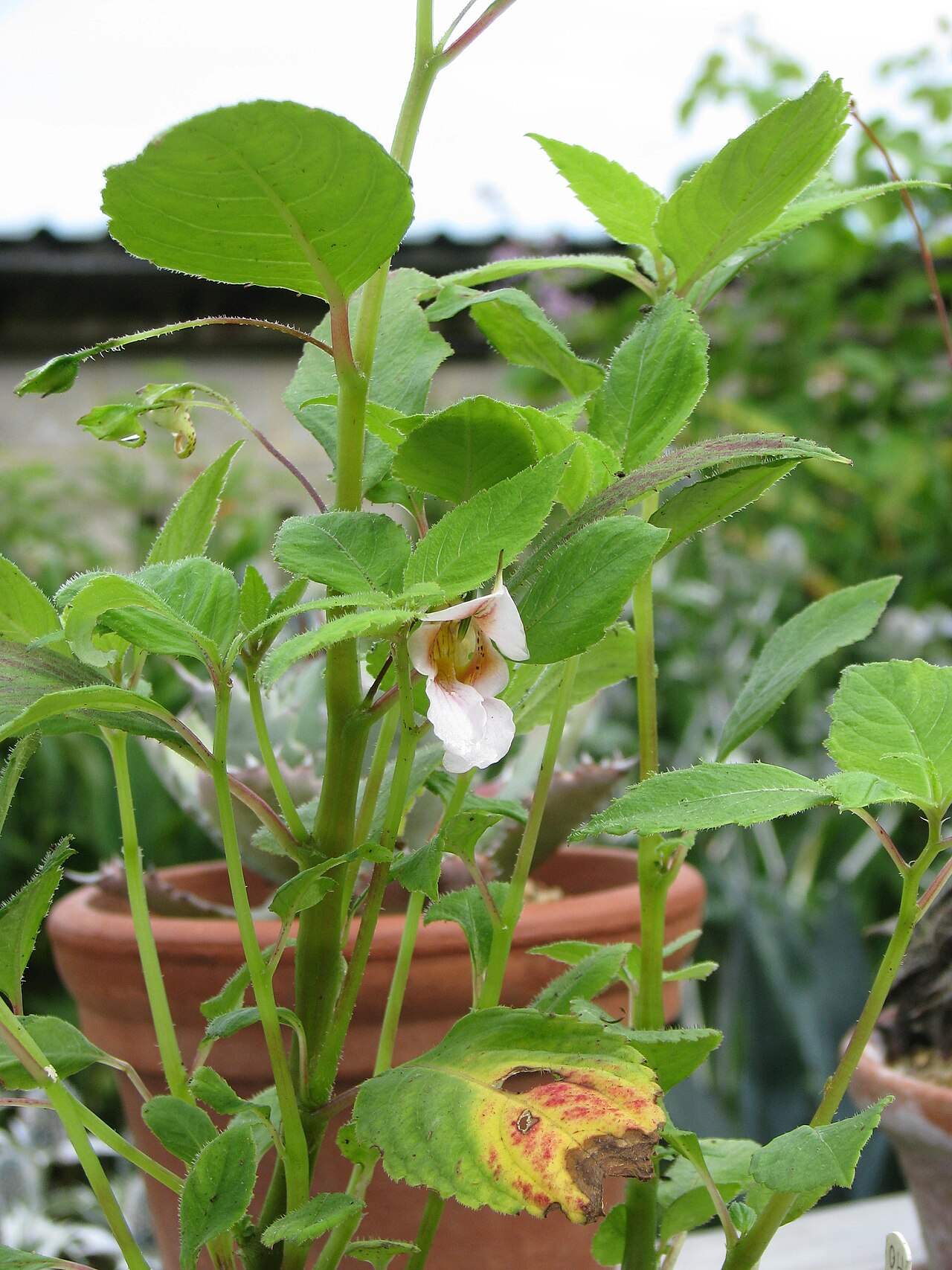 Impatiens oxyanthera: Impatiens oxyanthera Milo
