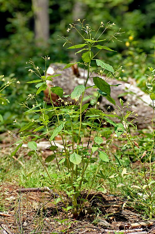 Smallflower touchmenot: This image shows a Small balsam plant ( Impatiens parviflora ).
