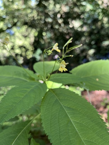 Smallflower touchmenot (Impatiens parviflora)