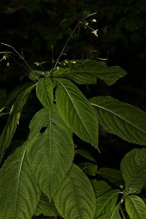 Smallflower touchmenot: Impatiens parviflora DC., Søborg, Denmark, 13 August 2017