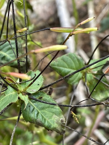 Smallflower touchmenot (Impatiens parviflora)