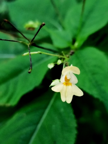 Smallflower touchmenot (Impatiens parviflora)