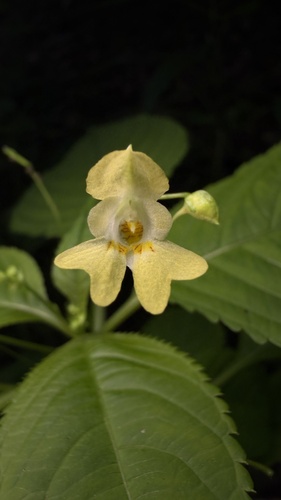 Smallflower touchmenot (Impatiens parviflora)