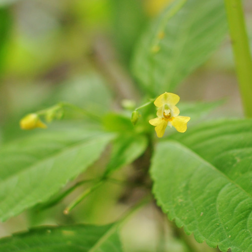 Smallflower touchmenot (Impatiens parviflora)
