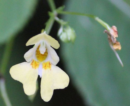 Smallflower touchmenot (Impatiens parviflora)