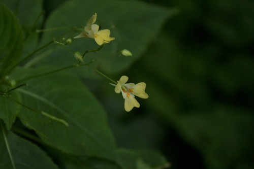 Smallflower touchmenot (Impatiens parviflora)