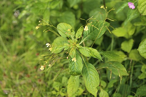 Smallflower touchmenot: Impatiens parviflora DC., Utterslev Mose, Søborg, Denmark, 27 August 2017