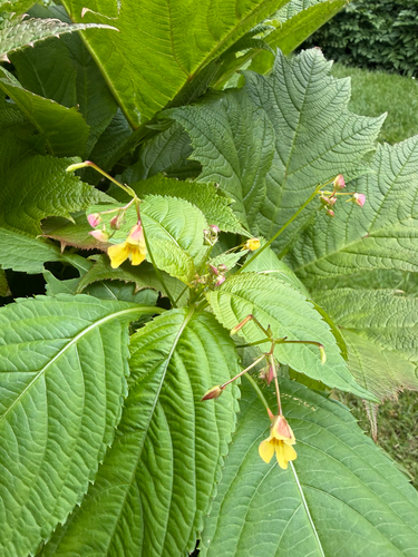Smallflower touchmenot