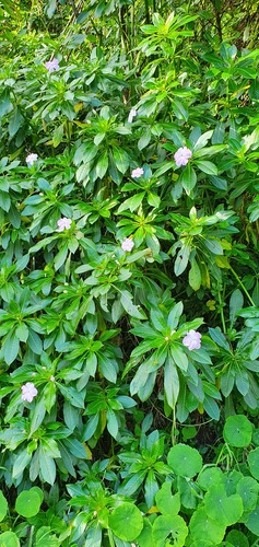 Oliver's touch-me-not (Impatiens sodenii)