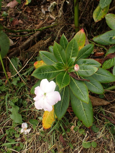 Oliver's touch-me-not (Impatiens sodenii)