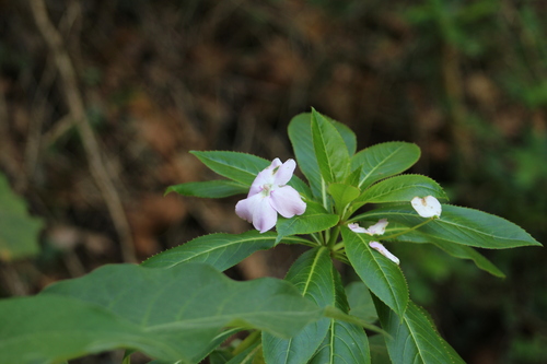 Oliver's touch-me-not (Impatiens sodenii)