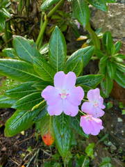 Oliver's touch-me-not (Impatiens sodenii)