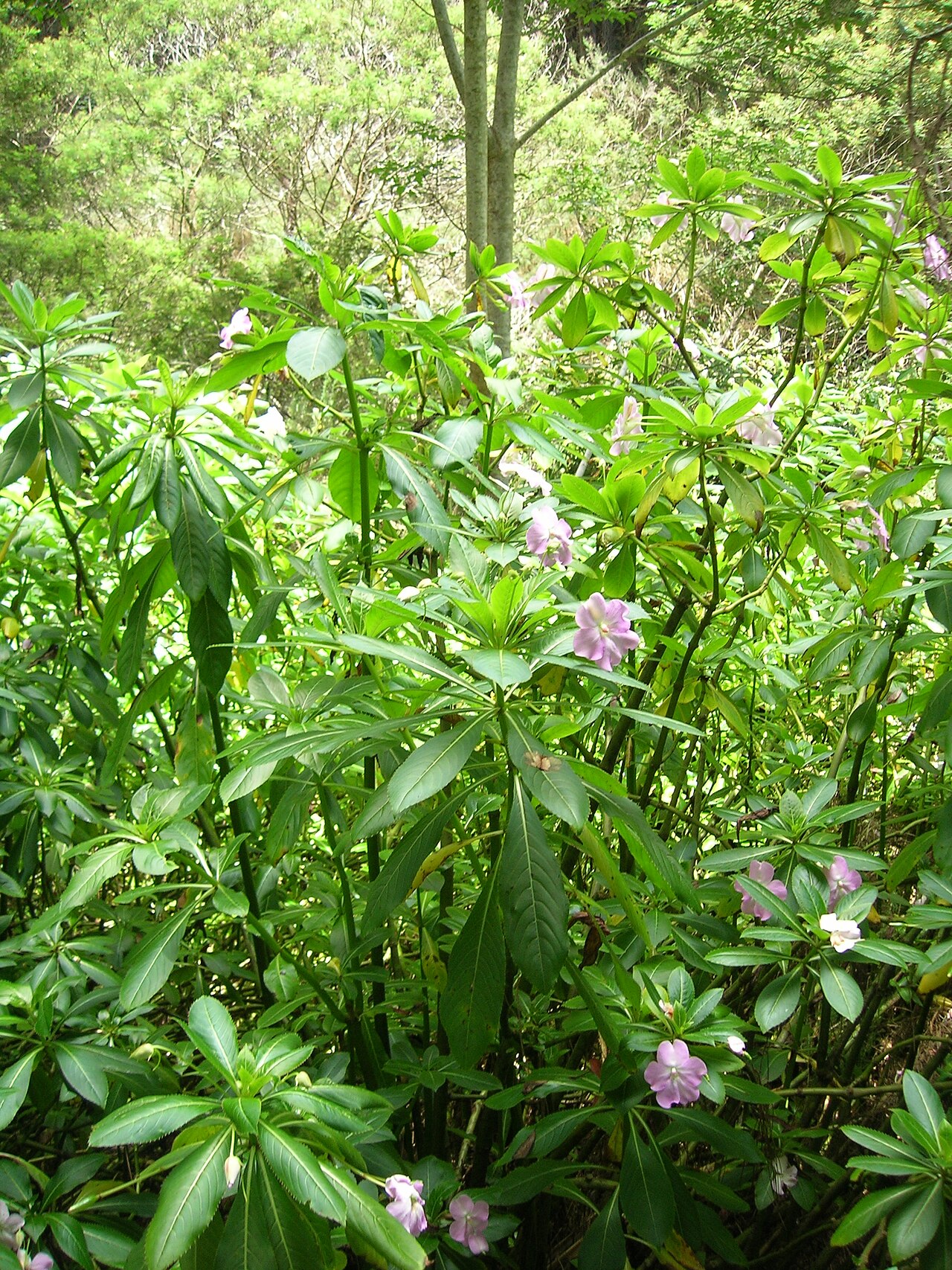Oliver's touch-me-not: Impatiens sodenii (flowering habit). Location: Maui, Piiholo