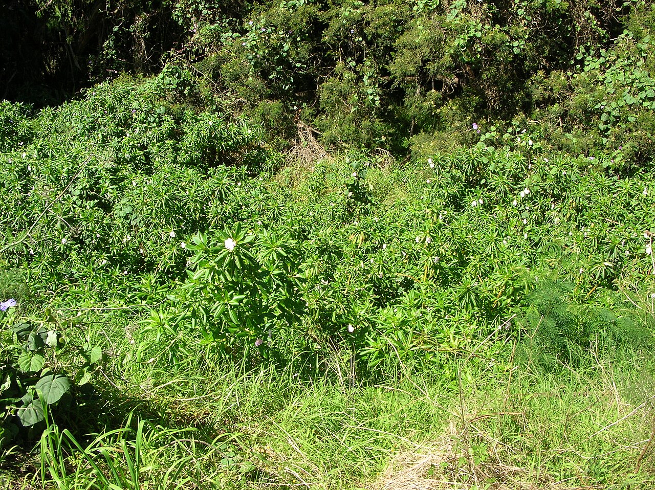 Oliver's touch-me-not: Impatiens sodenii (habit). Location: Maui, Kula