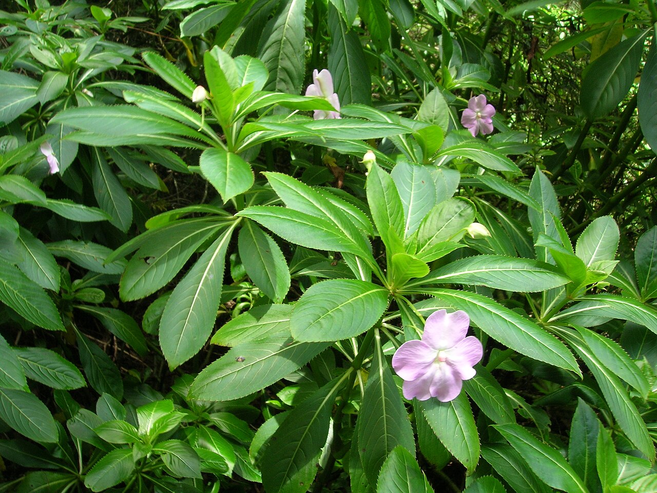 Oliver's touch-me-not: Impatiens sodenii (flowering habit). Location: Maui, Piiholo