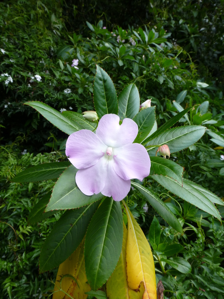Oliver's touch-me-not (Impatiens sodenii)
