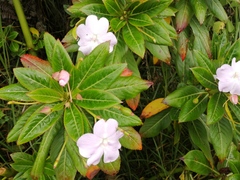 Oliver's touch-me-not (Impatiens sodenii)