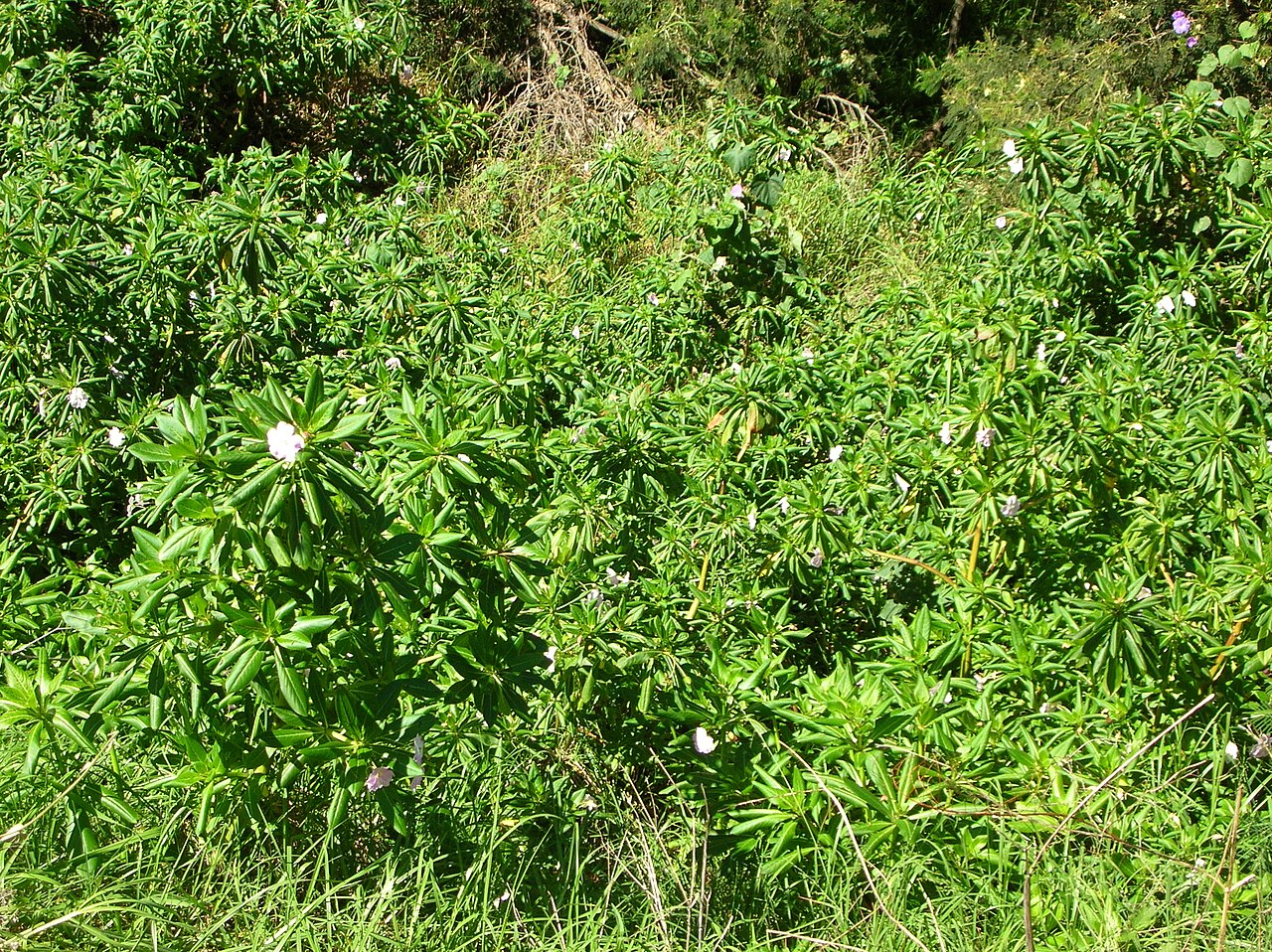 Oliver's touch-me-not: Impatiens sodenii (habit). Location: Maui, Kula