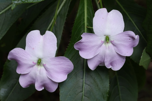 Oliver's touch-me-not (Impatiens sodenii)