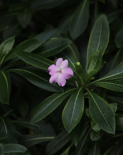 Oliver's touch-me-not (Impatiens sodenii)
