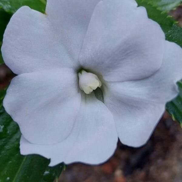 Buzzy lizzy (Impatiens walleriana)