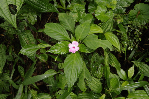 Buzzy lizzy (Impatiens walleriana)