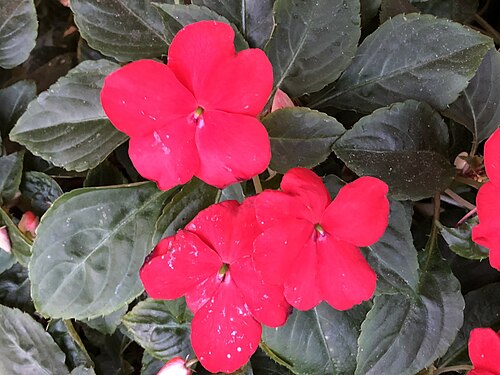 Buzzy lizzy: Impatiens walleriana with red flowers blooming in late autumn along Metrotech Drive at the Sully Place Shopping Center in Chantilly, Fairfax County, Virginia