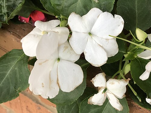 Buzzy lizzy: Impatiens walleriana with white flowers blooming in late autumn along Metrotech Drive at the Sully Place Shopping Center in Chantilly, Fairfax County, Virginia