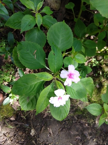 Buzzy lizzy (Impatiens walleriana)