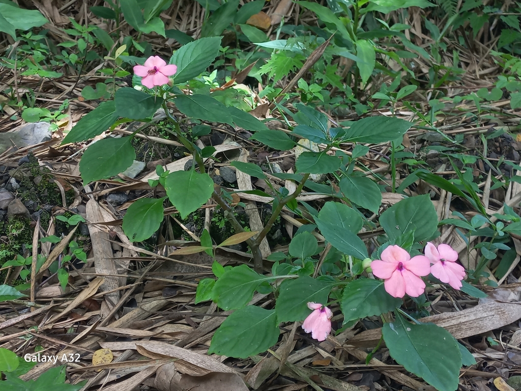 Buzzy lizzy (Impatiens walleriana)