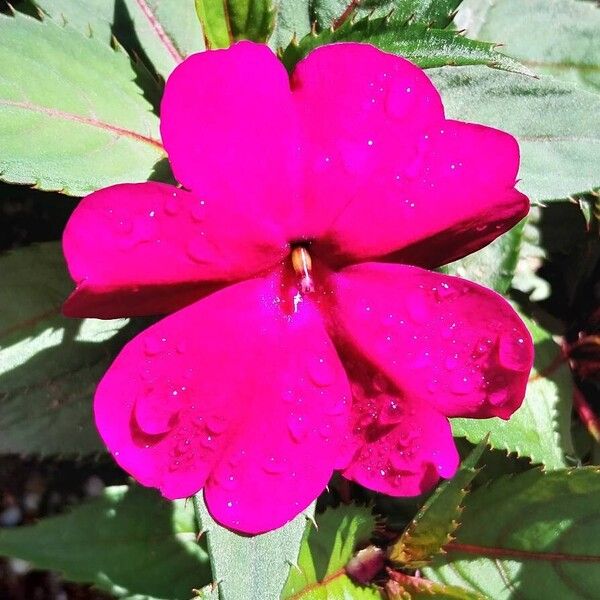 Buzzy lizzy (Impatiens walleriana)