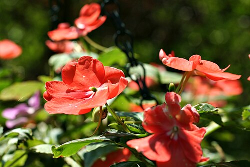 Buzzy lizzy: Impatiens walleriana