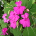 Buzzy lizzy (Impatiens walleriana)