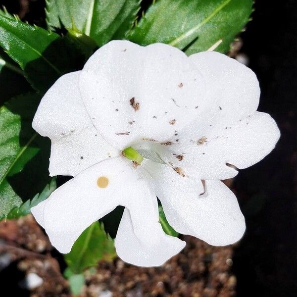Buzzy lizzy (Impatiens walleriana)