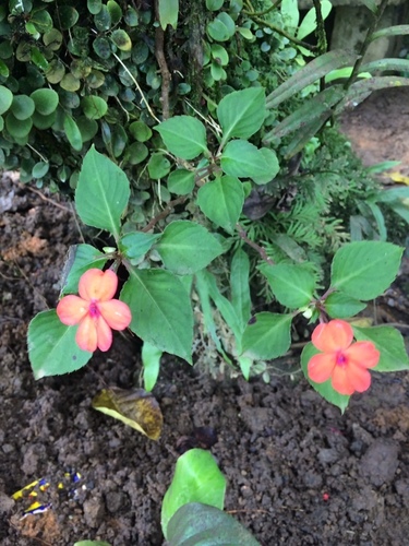 Buzzy lizzy (Impatiens walleriana)