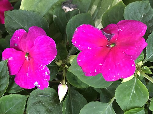 Buzzy lizzy: Impatiens walleriana with red-purple flowers blooming in late autumn along Metrotech Drive at the Sully Place Shopping Center in Chantilly, Fairfax County, Virg