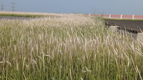 Cogongrass (Imperata cylindrica)