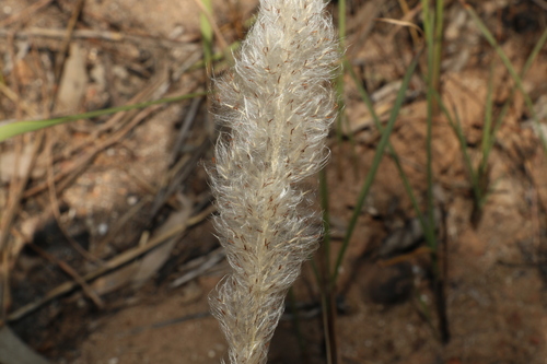Cogongrass (Imperata cylindrica)